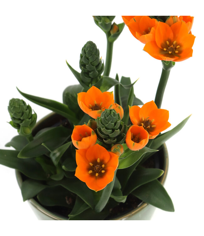 Ornithogalum 6 po et son pot | L'éclat du printemps orangé