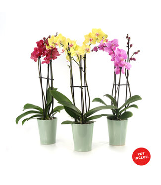 Orchidée 5 po et son cache-pot
