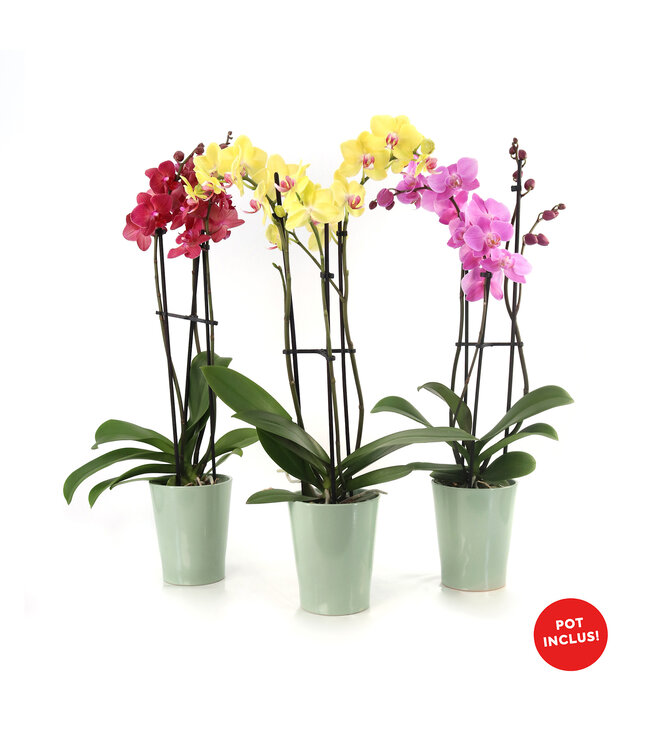 Orchidée 5 po et son cache-pot | Explosion colorée pour Pâques
