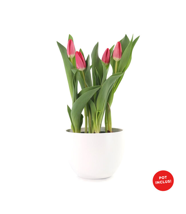Tulipe 6 po et son pot | Fraicheur printanière pour Pâques
