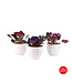 Violette 4 po et son pot | Coloris floraux éclatants pour Pâques