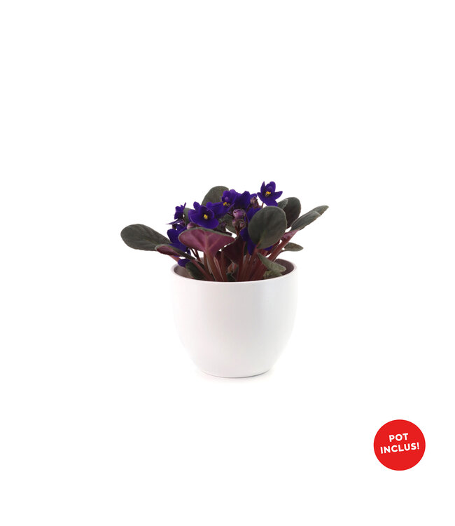 Violette 4 po et son pot | Coloris floraux éclatants pour Pâques