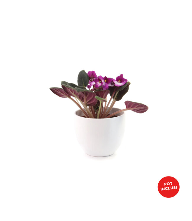 Violette 4 po et son pot | Coloris floraux éclatants pour Pâques