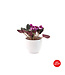 Violette 4 po et son pot | Coloris floraux éclatants pour Pâques