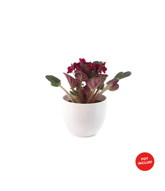 Violette 4 po et son pot | Coloris floraux éclatants pour Pâques