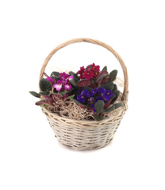 Arrangement violettes africaines