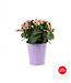 Kalanchoé 6 po et son cache-pot | Une succulente éclatante pour Pâques