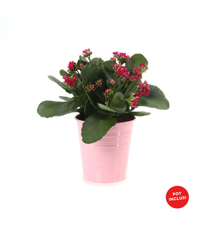 Kalanchoé 6 po et son cache-pot | Une succulente éclatante pour Pâques