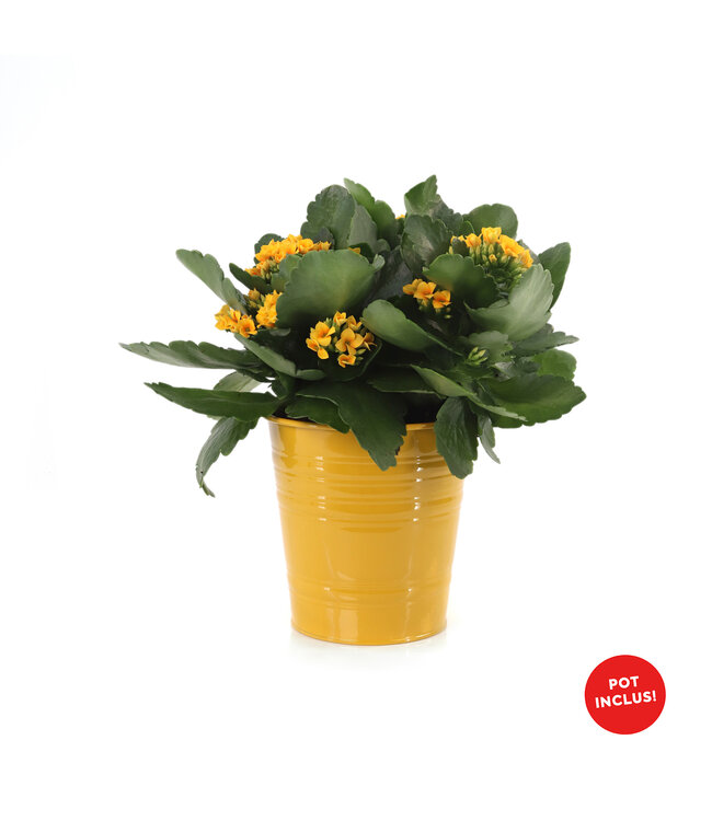 Kalanchoé 6 po et son cache-pot | Une succulente éclatante pour Pâques