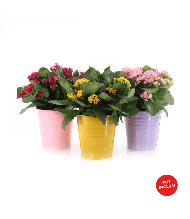 Kalanchoé 6 po et son cache-pot | Une succulente éclatante pour Pâques