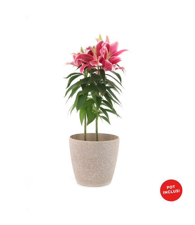 Lys oriental 6 po et son cache-pot | Élégance florale pour Pâques