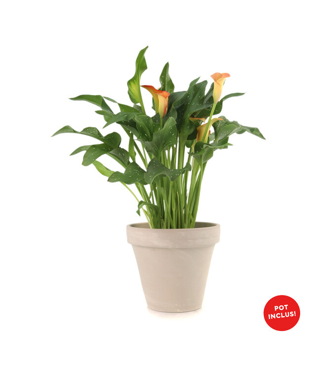 Lys callas 6 po et son cache-pot | Un cadeau sophistiqué pour Pâques