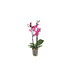Orchidée Phalaenopsis 3 pouces | Orchidée miniature fleurie pour décor élégant et apaisant