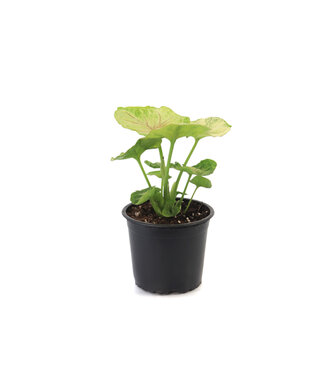 Syngonium 5 po