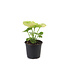 Syngonium 5 po | Plante tropicale facile d'entretien