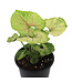 Syngonium 5 po | Plante tropicale facile d'entretien