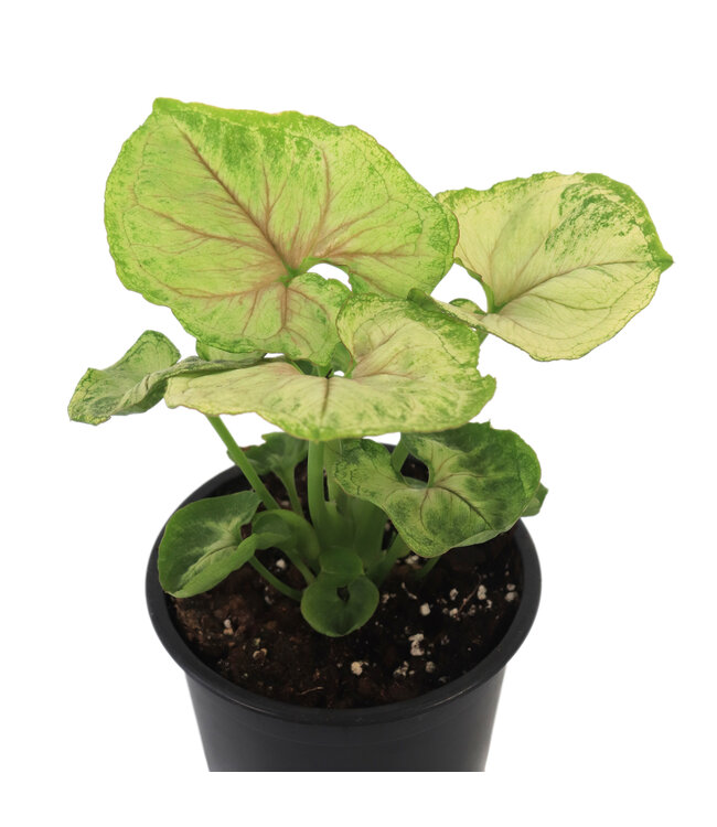 Syngonium 5 po | Plante tropicale facile d'entretien