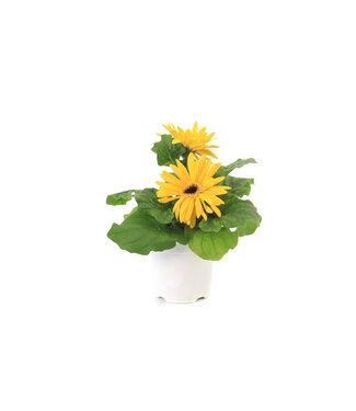 Gerbera 4 po