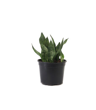 Sansevieria Robusta 8 po