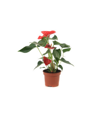 Anthurium "Langue-de-feu"