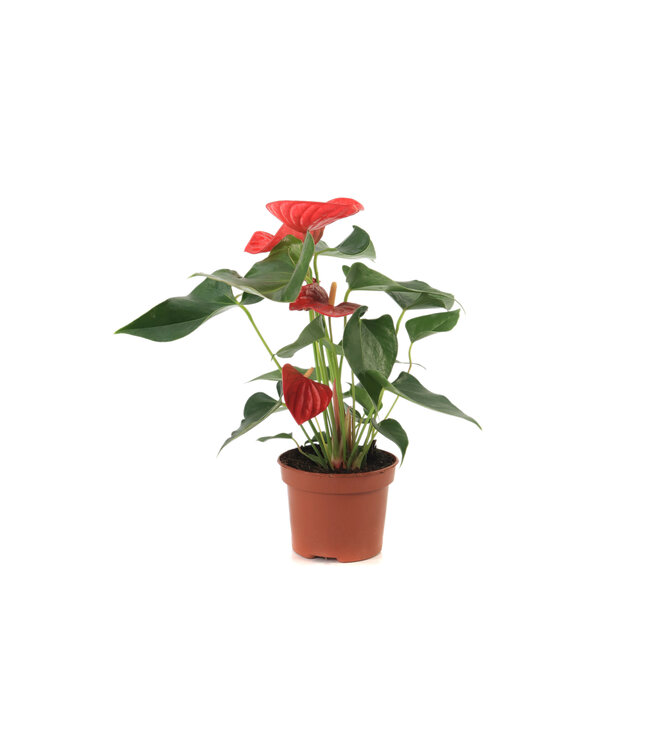 Anthurium "Langue-de-feu" | Une touche tropicale vibrante