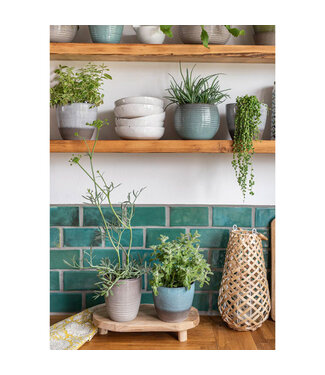 Plantes tropicales assorties 6 po