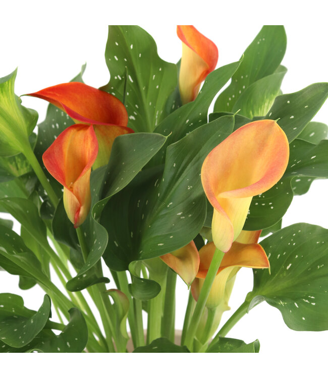 Lys Calla 6 pouces | Beauté naturelle pour un décor raffiné