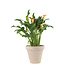 Lys Calla 6 pouces | Beauté naturelle pour un décor raffiné