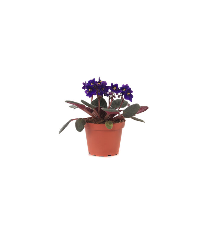 Violette africaine 4 pouces | Floraison éclatante et durable