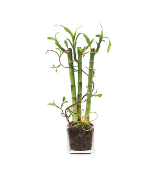 Arrangement Bambou - 09