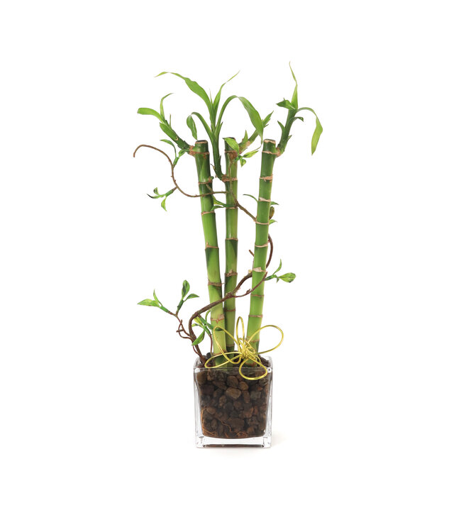 Arrangement Bambou - 09  | Bambous zen pour dire merci!