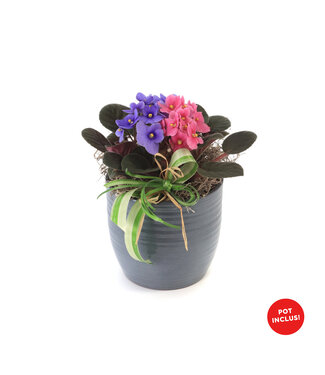 Violette africaine et son cache-pot