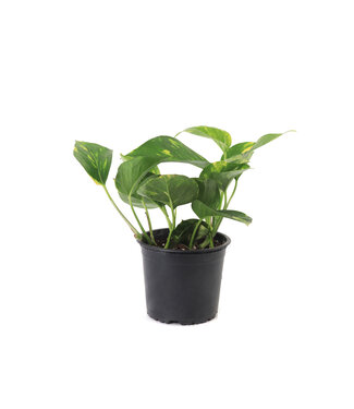 Pothos 5 po