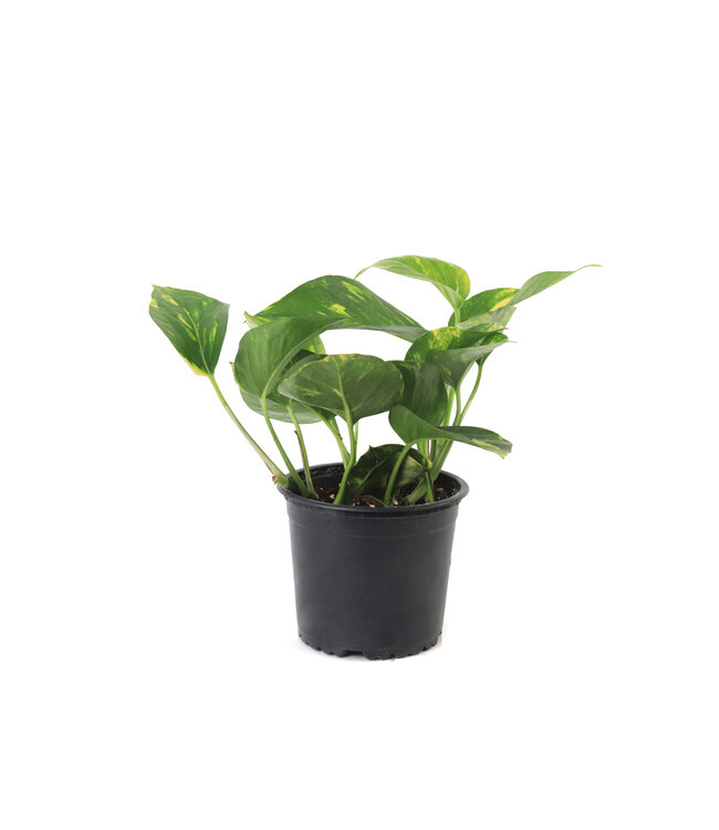 Pothos 5 po | Une touche de verdure charmante pour la maison