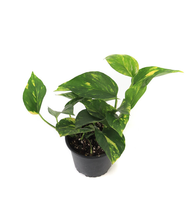 Pothos 5 po | Une touche de verdure charmante pour la maison