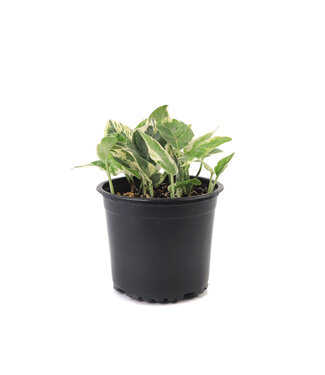 Pothos'N'Joy 5 po