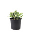 Pothos'N'Joy 5 po | Une plante qui a du panache