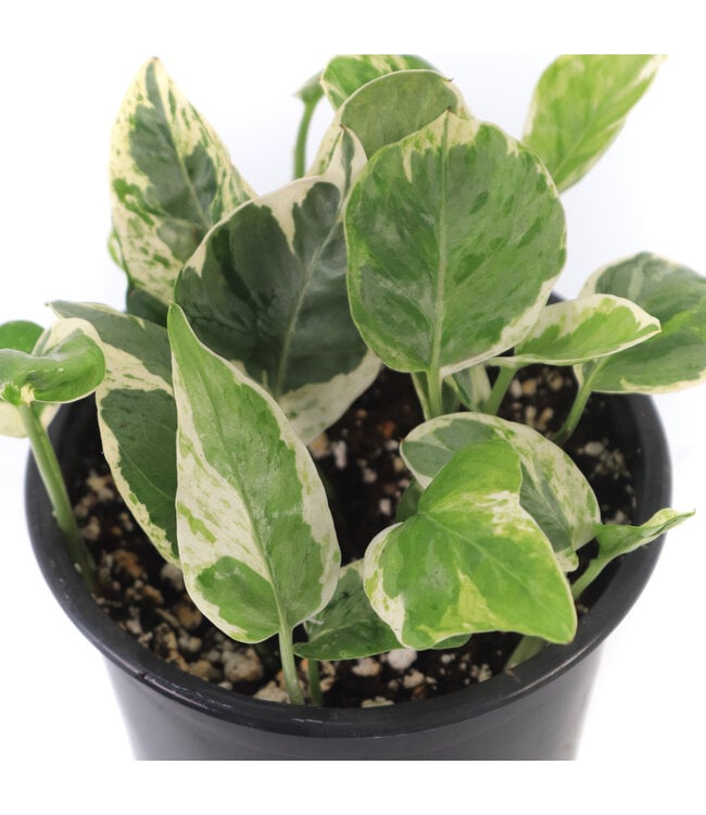 Pothos'N'Joy 5 po | Une plante qui a du panache