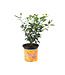 Calamondin 7 po