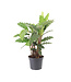 Calathea 5 po | Un feuillage unique et éclatant