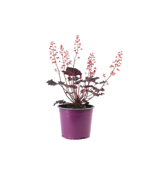 Heuchera Timeless Night |  Vivace au feuillage noir et floraison rose éclatant