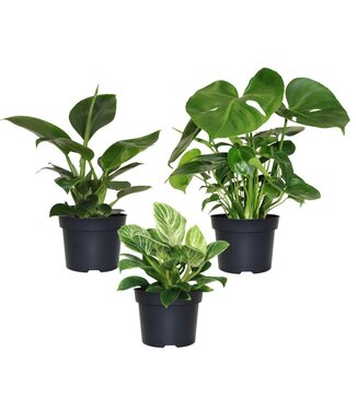 Philodendron Ass 5 po
