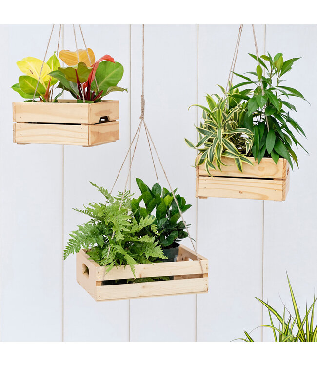 Plante tropicale assorti 4 po | Évasion exotique et bien-être au quotidien