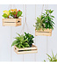 Plante tropicale assorti 4 po | Évasion exotique et bien-être au quotidien