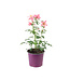 Aquilegia Kirigami Rose and Pink | Ancolie vivace aux fleurs bicolores spectaculaires