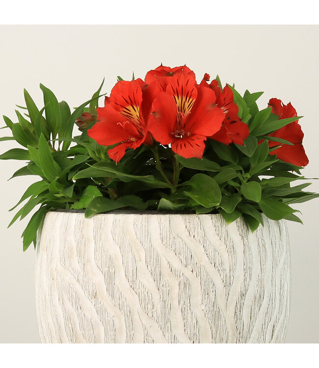 Alstroemeria  8 po | Éclat floral pour intérieur et jardin