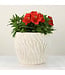 Alstroemeria  8 po | Éclat floral pour intérieur et jardin