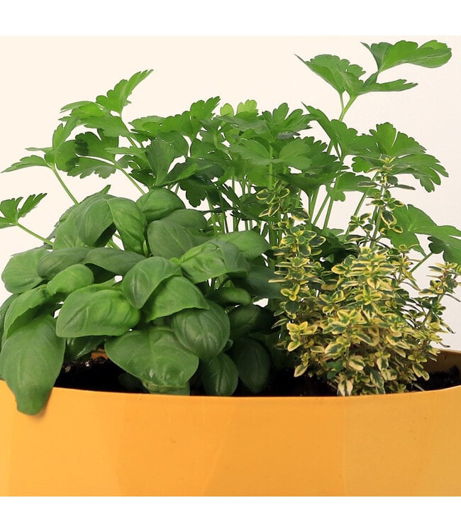 Arrangement fines herbes | Fraîcheur Culinaire à Portée de Main