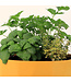 Arrangement fines herbes | Fraîcheur Culinaire à Portée de Main