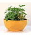 Arrangement fines herbes | Fraîcheur Culinaire à Portée de Main